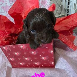 Apache - Brown and white female Aussiedoodle puppy in Loveland, Colorado from A&L Ranch Aussiedoodles