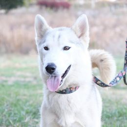 Nala - Siberian Husky