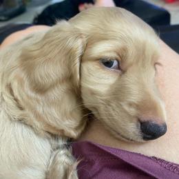 Obi - Cream male Dachshund puppy in Lake Mary, Florida from Lakeside Doxies