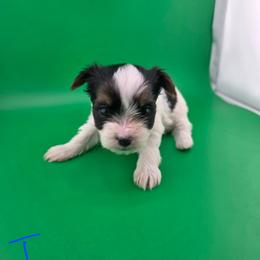 Tessie - Parti female Yorkshire Terrier puppy in Hickory, Pennsylvania from Happy Tails Farms