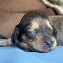 Kohen - Dapple male Dachshund puppy in Clever, Missouri from Autumn Breeze Dachshunds