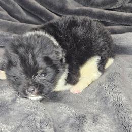 Terance - Black parti male Pomeranian puppy in Laredo, Texas from SASH Poms