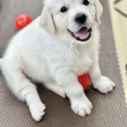 Golden Retriever Puppies from Pushin’ Sand Goldens