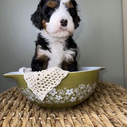 Bernedoodle Puppies from Myt fine doodles