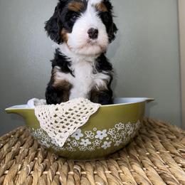Bernedoodle Puppies from Myt fine doodles