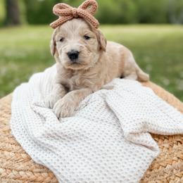 Bonnie - Cream female Goldendoodle puppy in Ooltewah, Tennessee from Allison Family Doodles