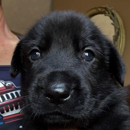 Purple puppy - Black male German Shepherd puppy in Germantown, Ohio from TNT Pups