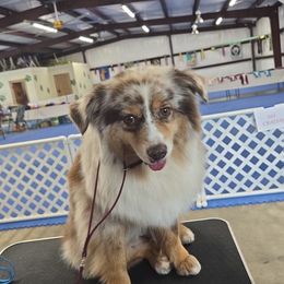 Kokopelli - Miniature Australian Shepherd