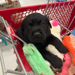 Idaho - Orange Collar - ( Tentatively Heidy) - Black male Labrador Retriever puppy in Greensburg, Kentucky from Paws Farm Retrievers