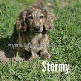 Stormy - Dachshund
