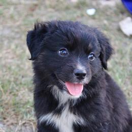 Tangerine - Black tri male Miniature Australian Shepherd puppy in Iola, Texas from MK Aussies