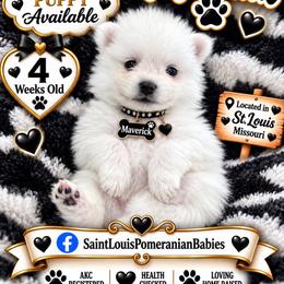 Maverick - White male Pomeranian puppy in St. Louis, Missouri from Saint Louis Pomeranian babies