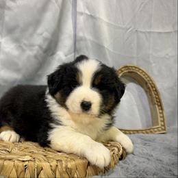 Tommy - Black tri male Miniature American Shepherd puppy in Clinton, Missouri from Mockingbirds American Minis
