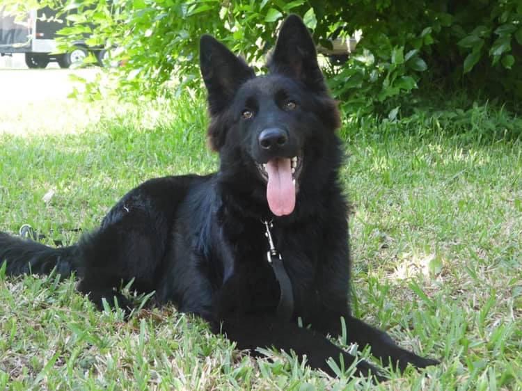 Select Solid Black German Shepherd's; Von Jarosz-Haus in Florida