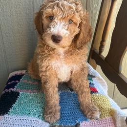 Sammy - Apricot male Poodle puppy in Caldwell, Idaho from Treasure Valley Poodles