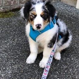 Australian Shepherd Puppies from Middle Fork Australian Shepherds