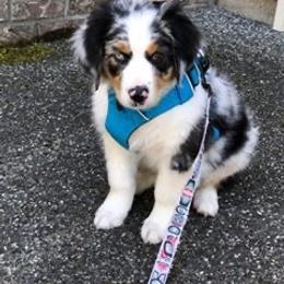 Australian Shepherd Puppies from Middle Fork Australian Shepherds