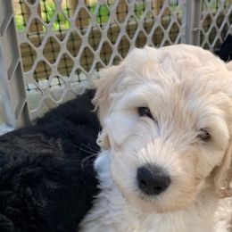 Double Doodles and Goldendoodles from Pawfect Doodles