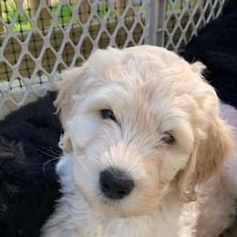 Double Doodles and Goldendoodles from Pawfect Doodles
