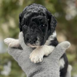 Olive - Parti female Goldendoodle puppy in Lancaster, Pennsylvania from Doodles in the Skye