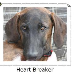 "Ettebel Afella n'Simoon " Azawakh Puppies from Kel Simoon Azawakh