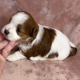 Dolly - Red female Havanese puppy in Maryville, Missouri from Dreamworks Havanese
