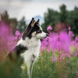 Whiskey - Pomsky