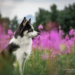 Whiskey - Pomsky