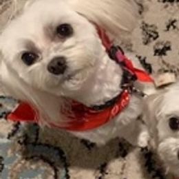 Maltese from Jeri's Little Darlings