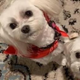 Maltese from Jeri's Little Darlings