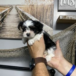 Chihuahua and Yorkshire Terrier Puppies from CoolMissLLC