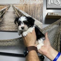 Chihuahua and Yorkshire Terrier Puppies from CoolMissLLC