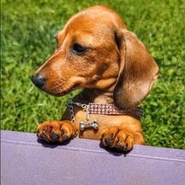 The Storyteller - Red female Dachshund puppy in Mountain Grove, Missouri from Blueprint K9 Dachshunds- www.BlueprintK9.com