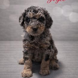 Joyce Byers - Blue merle female Bernedoodle puppy in Bennett, Colorado from Darling Paws, LLC