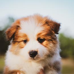 Bennett - Sable male Border Collie puppy in Dallas, Texas from Effervescent Border Collies