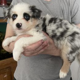 Millie Lou - Blue merle female Australian Shepherd puppy in Kenosha, Wisconsin from Out of this World Aussies