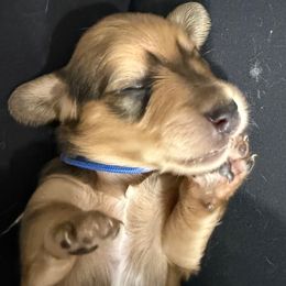 Blue collar - Cream female Dachshund puppy in Shawnee, Oklahoma from Magic Eagle Miniature Dachshunds