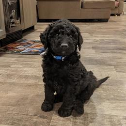 Ninja - Black and white male Aussiedoodle puppy in Yacolt, Washington from Aussiedoodles by Maggie