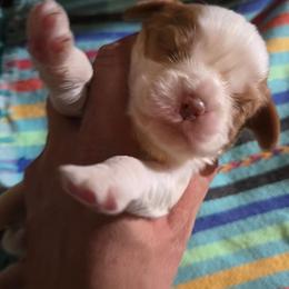 Chocolate Blenheim - Chocolate male Cavalier King Charles Spaniel puppy in Wimberley, Texas from Amazing AKC Puppies