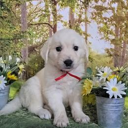 Red - Light golden male Golden Retriever puppy in Salem, Ohio from Golden Pride Retrievers