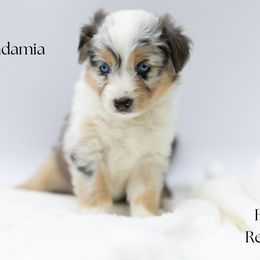 Macadamia - Red merle female Miniature Australian Shepherd puppy in Wooster, Ohio from Kari's Mini Aussies