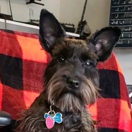 Ozzy - Miniature Schnauzer