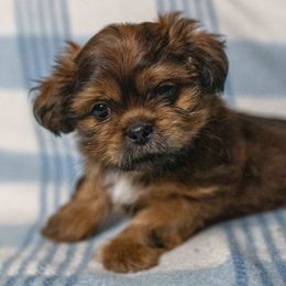 Barney - Brindle male Shih Tzu puppy in Montrose, Colorado from Nana's Happy Pups