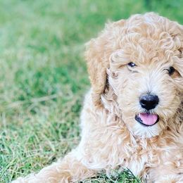 Assorted Doodle Crosses and Poodles from Northside Doodles and Poodles