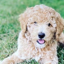 Assorted Doodle Crosses and Poodles from Northside Doodles and Poodles