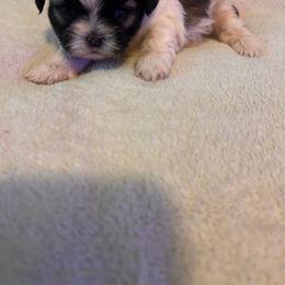 Boy 2 - Black and white male Shih Tzu puppy in Benbrook, Texas from Michael’s Shih Tzus