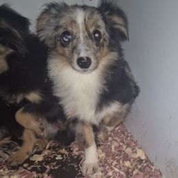 Blue Merle girl - Blue merle female Toy Australian Shepherd puppy in Madisonville, Tennessee from LaRose Farm & Kennels