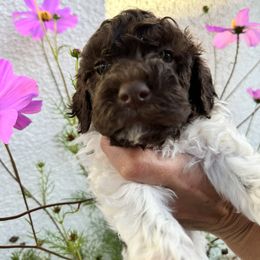 Lagotto Romagnolo Puppies from Anna’s Lagottos