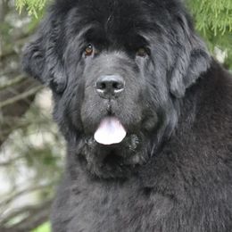 Newfoundlands from TimberKnoll Newfoundlands