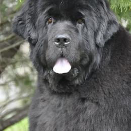 Newfoundlands from TimberKnoll Newfoundlands